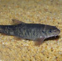 Garrarufas 5-6 cm (100 peces)